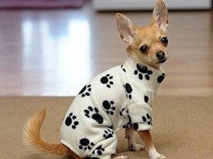 Одежда для собак без шитья