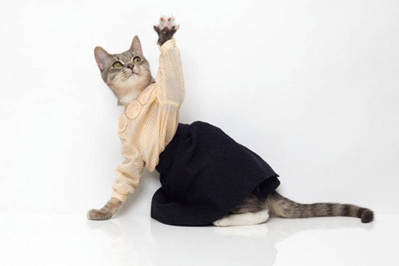 Одежда-для-кошек-своими-руками-1.jpg